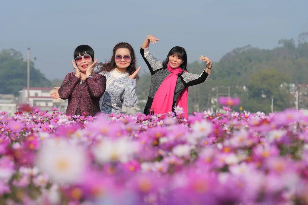江門這些粉色花海，開了！趕快Mark住收藏→