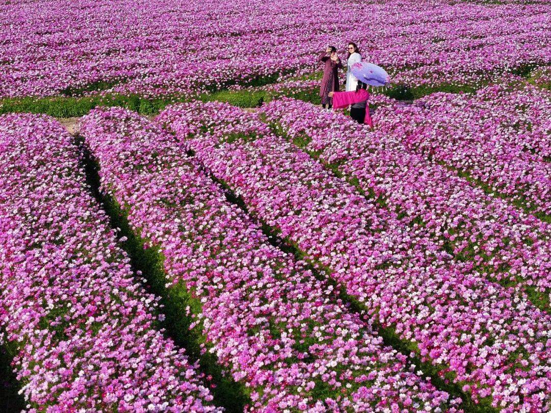 江門這些粉色花海，開了！趕快Mark住收藏→