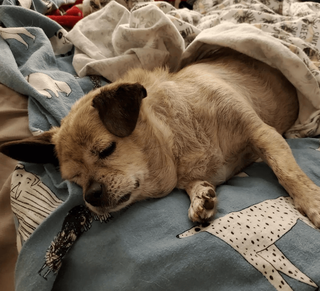 狗子怕冷故意把窗簾蓋在身上，狗：這暗示夠明顯了吧？