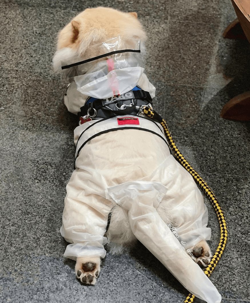 狗子怕冷故意把窗簾蓋在身上，狗：這暗示夠明顯了吧？