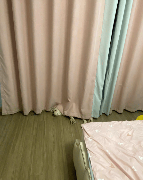 狗子怕冷故意把窗簾蓋在身上，狗：這暗示夠明顯了吧？