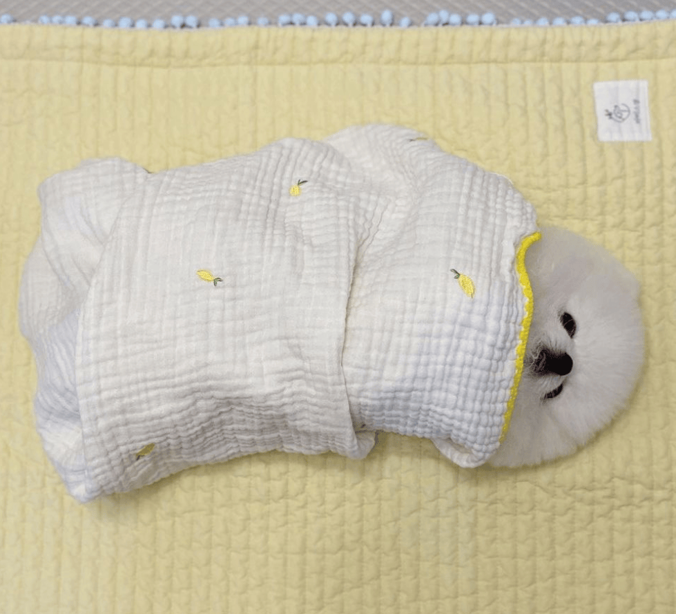 狗子怕冷故意把窗簾蓋在身上，狗：這暗示夠明顯了吧？