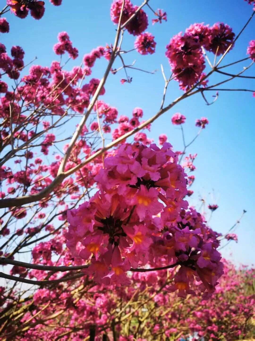 江門這些粉色花海，開了！趕快Mark住收藏→