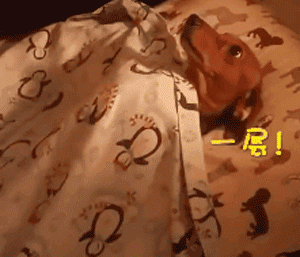 狗子怕冷故意把窗簾蓋在身上，狗：這暗示夠明顯了吧？