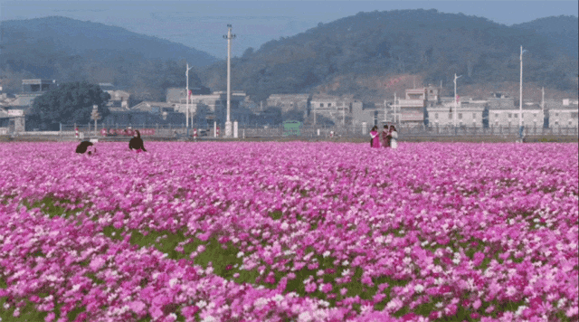 江門這些粉色花海，開了！趕快Mark住收藏→