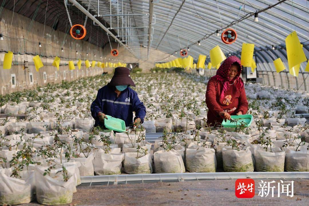 連云港冬季農(nóng)事忙 科技管護蓄力花果產(chǎn)業(yè)迎春