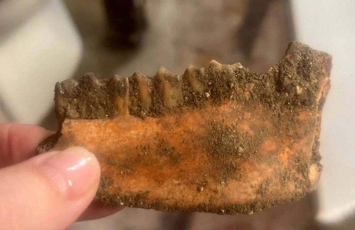 原創(chuàng)夫妻買下房產(chǎn)裝修，掀開地板竟發(fā)現(xiàn)83具遺體