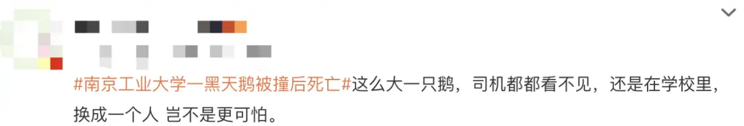 江蘇一大學(xué)校園內(nèi)黑天鵝被汽車撞死！司機(jī)稱太累沒(méi)看清楚
