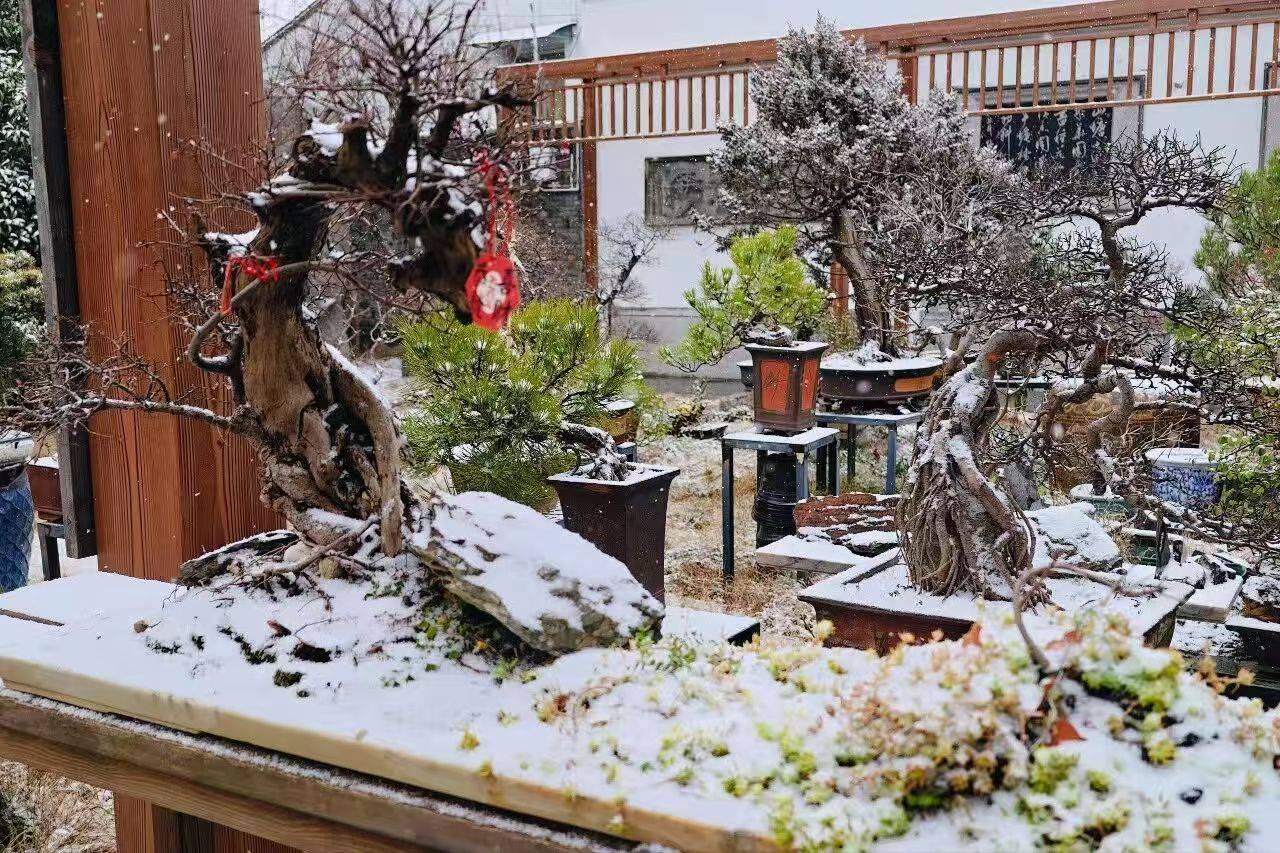蘇州降雪！山塘中心小學校雪景美如詩畫