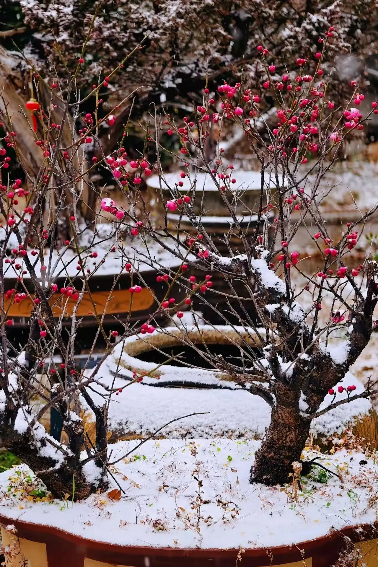 蘇州降雪！山塘中心小學校雪景美如詩畫