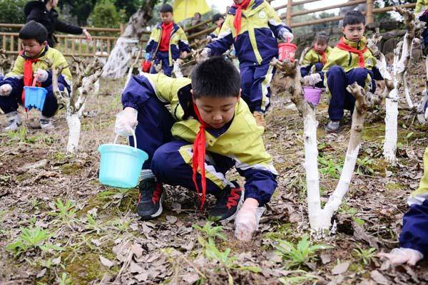 荒坡變課堂 這所小學(xué)創(chuàng)新特色勞動育人模式
