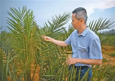 中外熱帶農(nóng)業(yè)科技合作結(jié)碩果