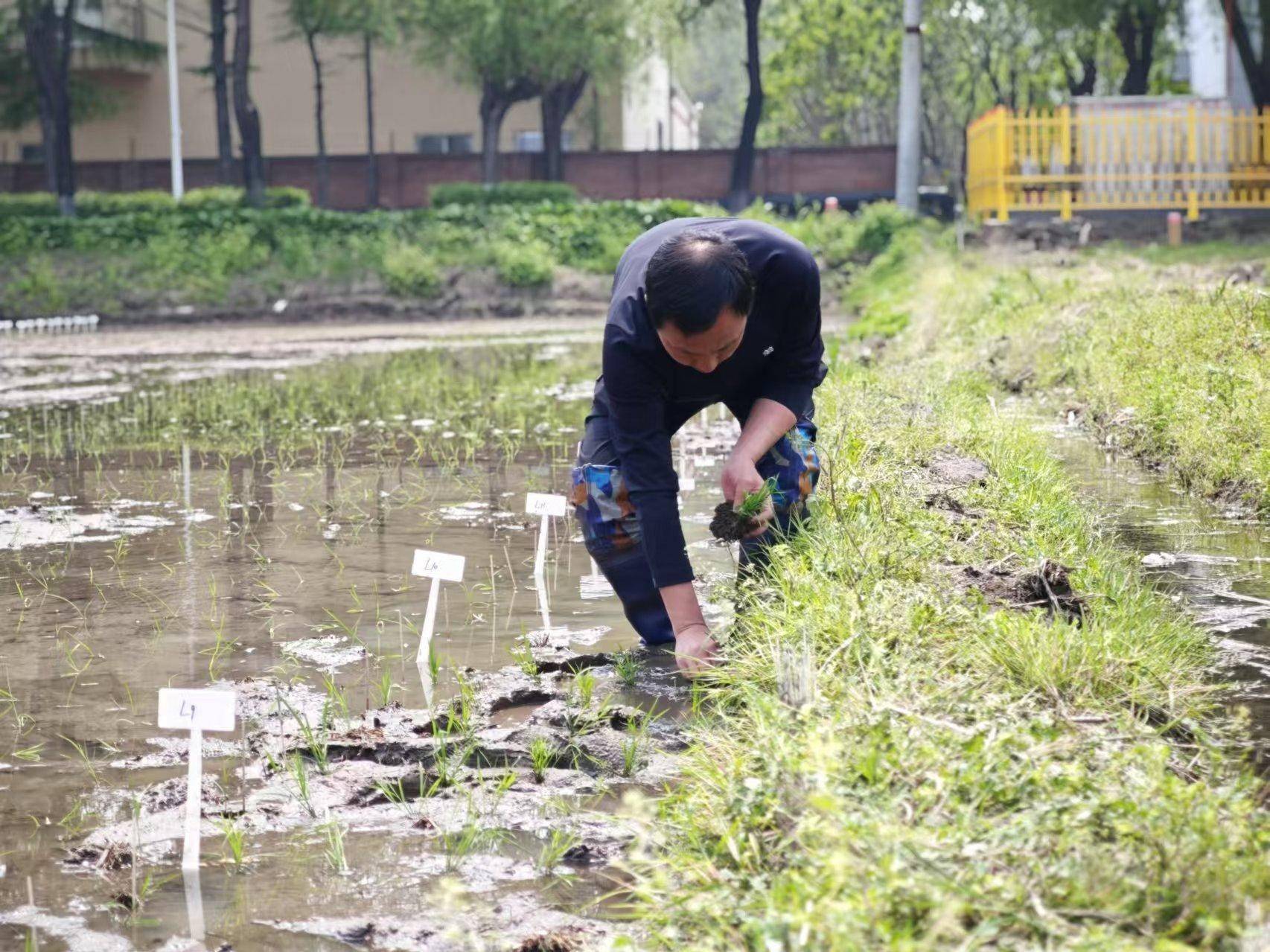 深耕寒地稻作，創(chuàng)新應(yīng)用型農(nóng)業(yè)教育