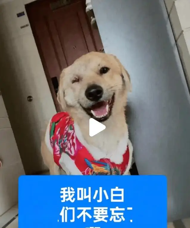 當(dāng)街虐貓勒索800元：法律沉默時(shí)，善良必須支付贖金嗎？