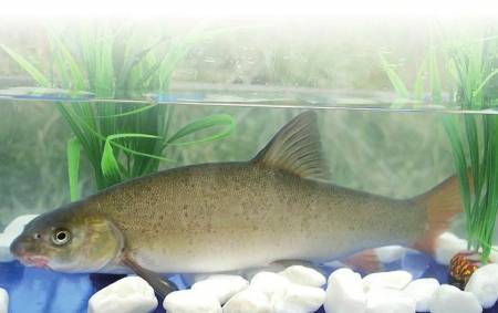 這道美食不光挑鍋，還要“耍劍”