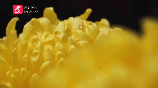 粵桂黔過大年丨“揾食”小分隊喝茶、看戲、吃美食，過年一起尋味順德