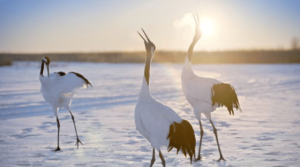齊齊哈爾烤肉非遺美食線路入選全國(guó)推薦