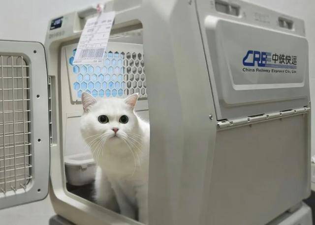 收藏！110個(gè)寵物托運(yùn)車站全名單