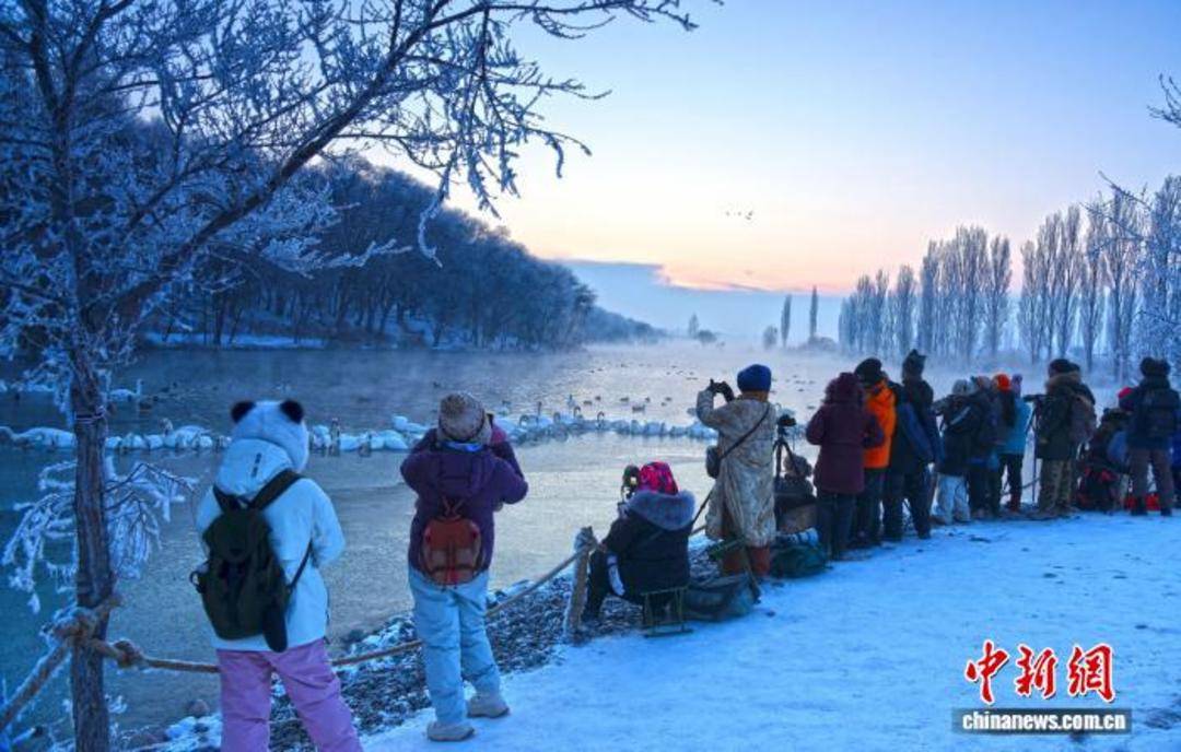“天鵝越冬”何以成新疆冬季旅游新景？