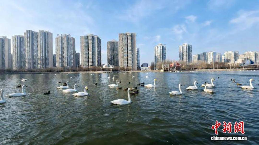 “天鵝越冬”何以成新疆冬季旅游新景？