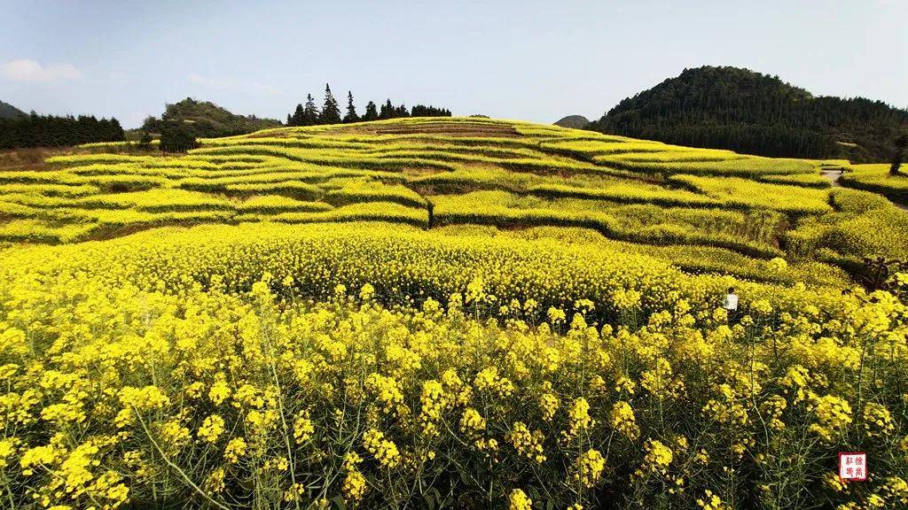 【國際旅游攝影網(wǎng)】推薦住宿羅平螺絲田旭升客棧