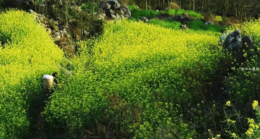 【國際旅游攝影網(wǎng)】推薦住宿羅平螺絲田旭升客棧