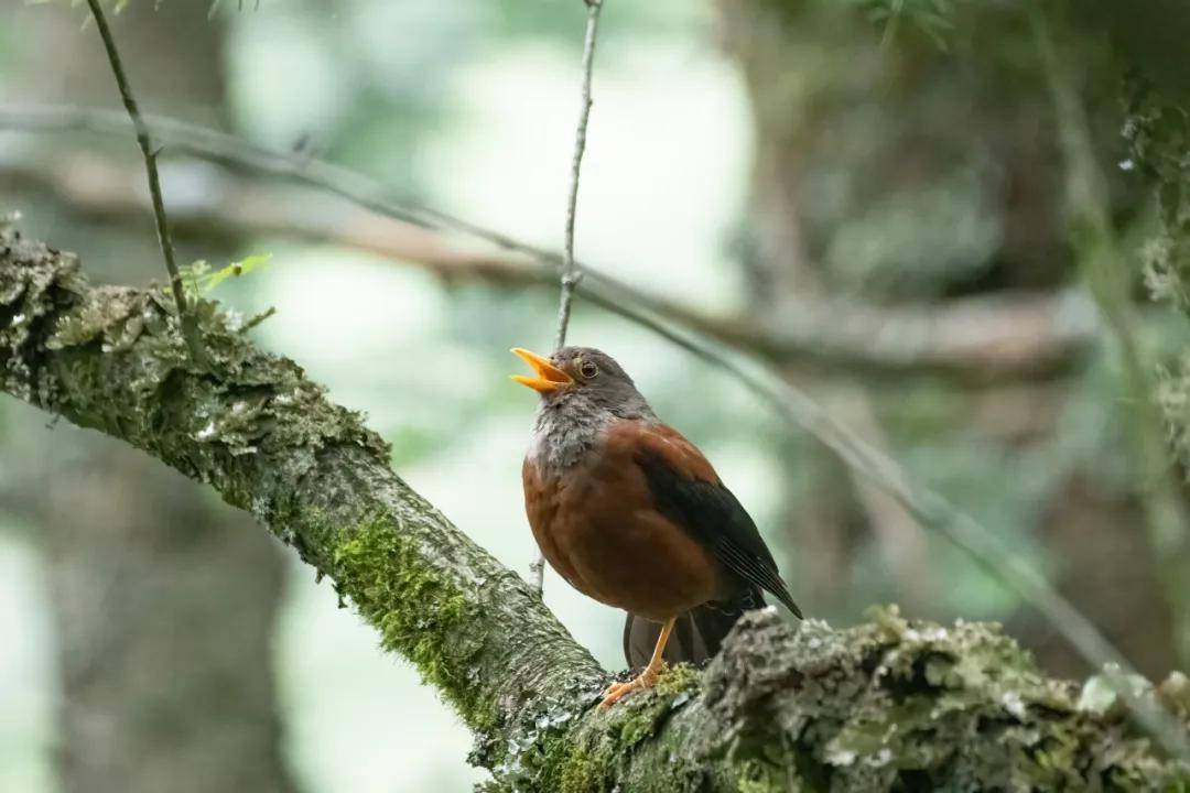 國際旅游攝影網(wǎng)2026年國內(nèi)外攝影路線全景指南