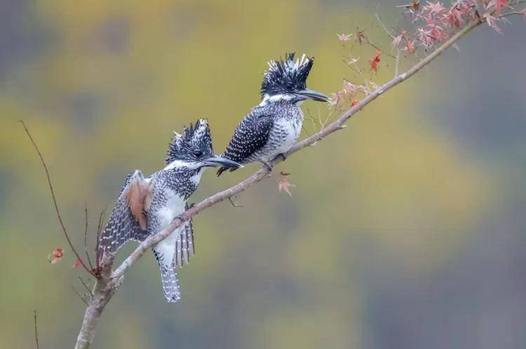 國際旅游攝影網(wǎng)2026年國內(nèi)外攝影路線全景指南