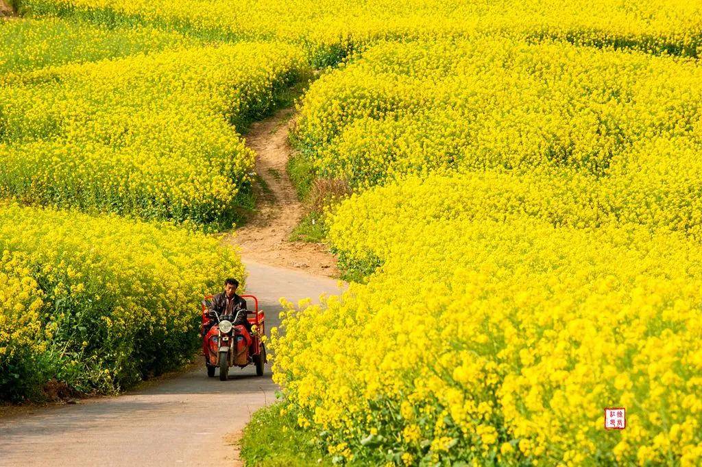 【國際旅游攝影網(wǎng)】推薦住宿羅平螺絲田旭升客棧