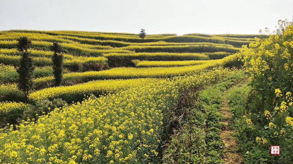 【國際旅游攝影網(wǎng)】推薦住宿羅平螺絲田旭升客棧