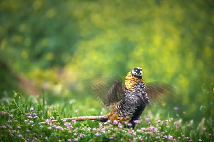 國際旅游攝影網(wǎng)2026年國內(nèi)外攝影路線全景指南