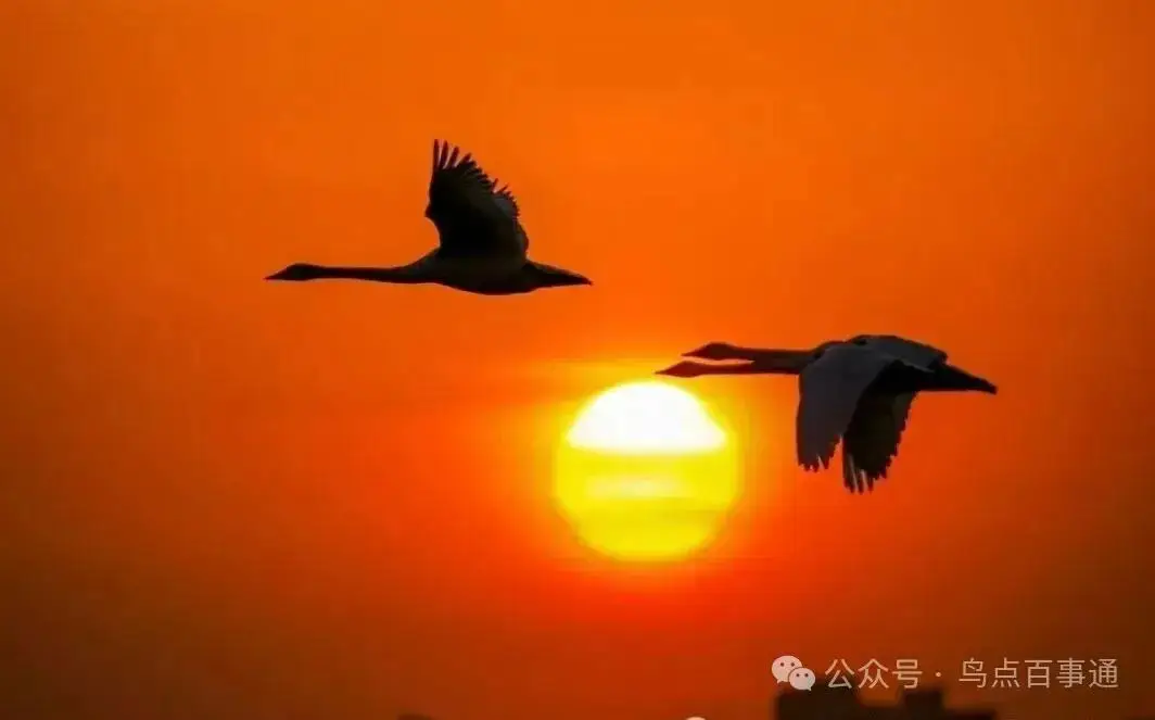 國際旅游攝影網(wǎng)2026年國內(nèi)外攝影路線全景指南