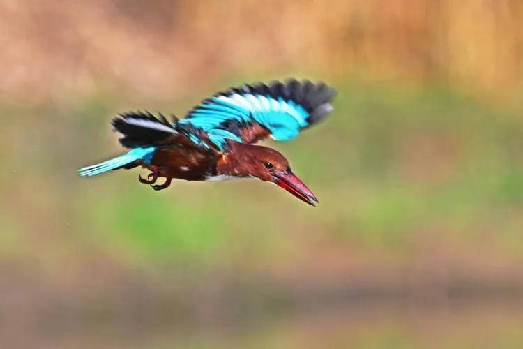 國際旅游攝影網(wǎng)2026年國內(nèi)外攝影路線全景指南