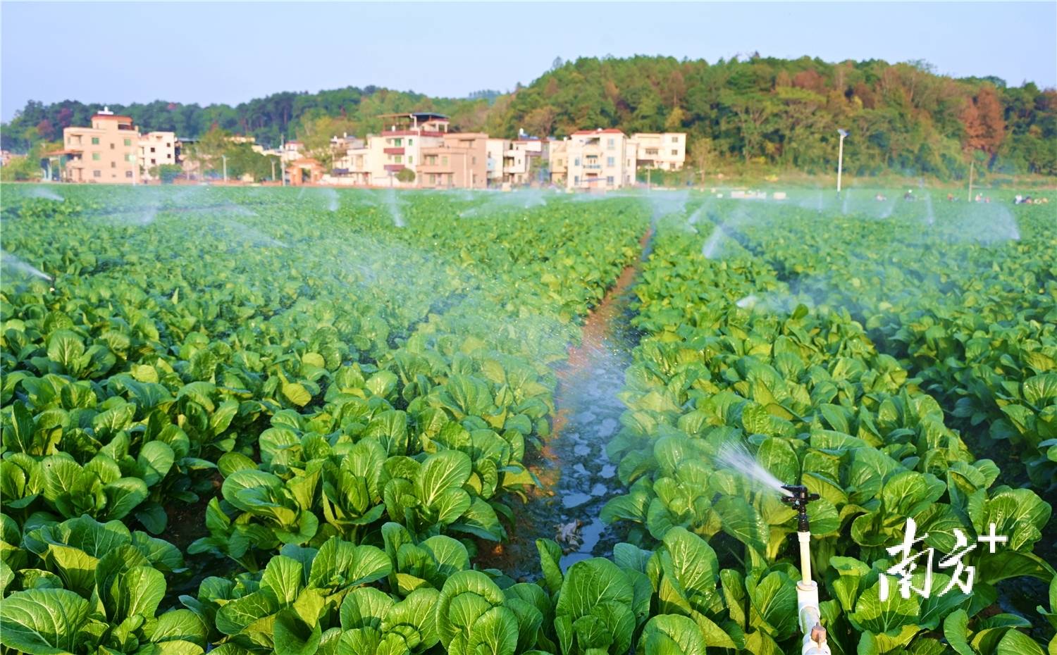 田間裝上“智慧腦”，連州菜心長(zhǎng)出科技“芯”