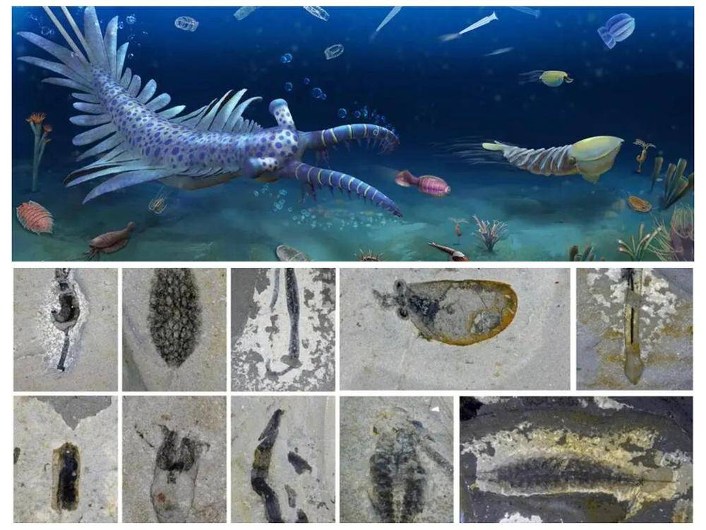 原創(chuàng)臨沂大學(xué)教師在《Nature》發(fā)表古生物領(lǐng)域重要成果