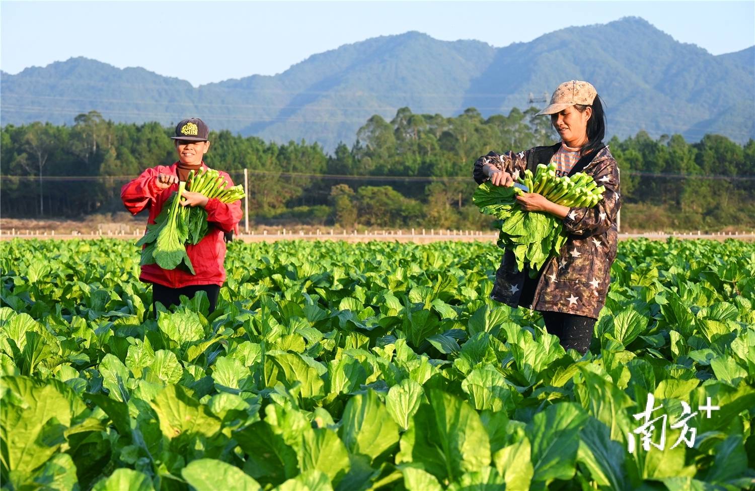 田間裝上“智慧腦”，連州菜心長(zhǎng)出科技“芯”