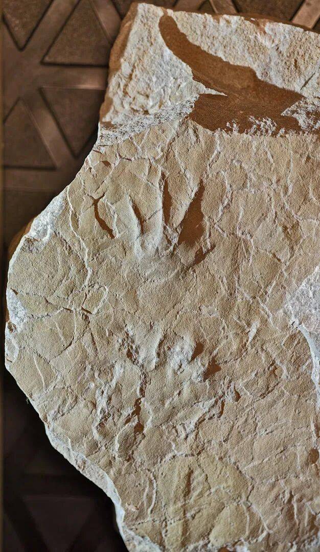 亞洲首例！來自中國一名小學(xué)生的意外發(fā)現(xiàn)