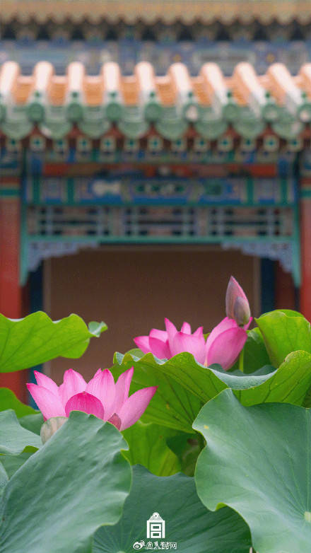 轉(zhuǎn)發(fā)收藏！故宮收藏了一整年的詩意