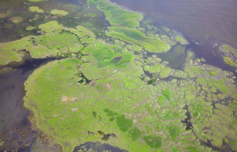 蝦塘的青苔怎么快速清除