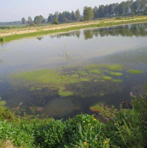 蝦塘的青苔怎么快速清除