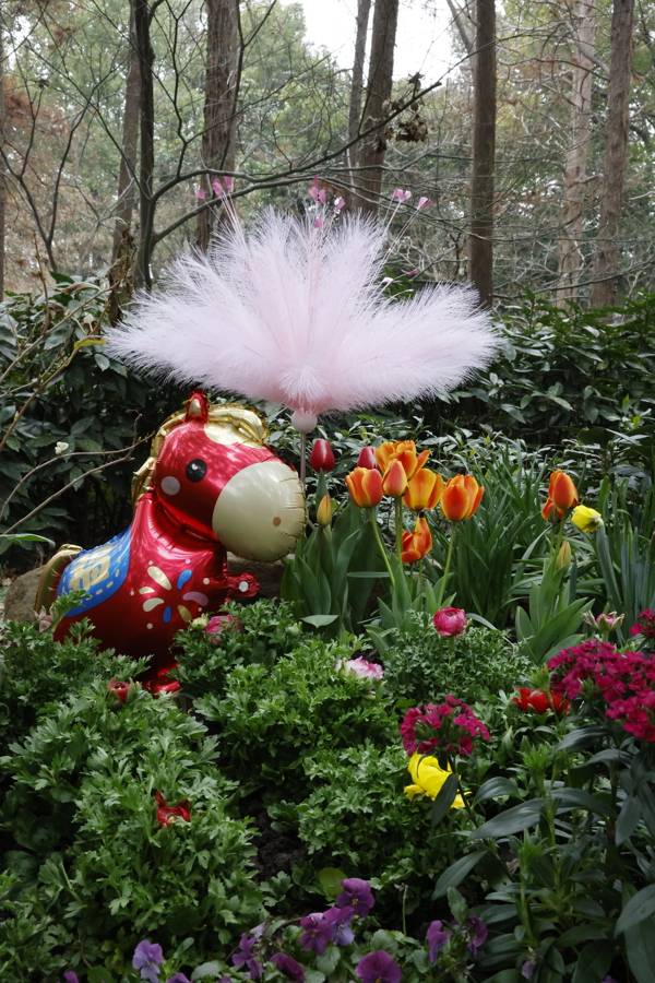 上海共青森林公園新春水仙展開幕，市民水仙雕刻大賽同步啟動