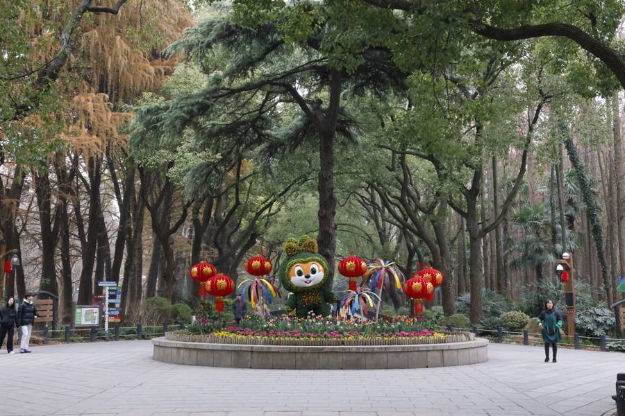 上海共青森林公園新春水仙展開幕，市民水仙雕刻大賽同步啟動(dòng)