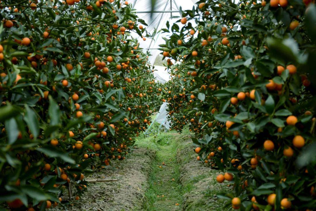 快放假了，美食公司都買些什么好吃年貨回家？