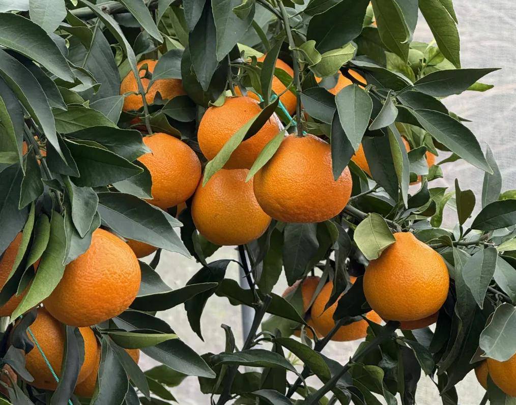 快放假了，美食公司都買些什么好吃年貨回家？