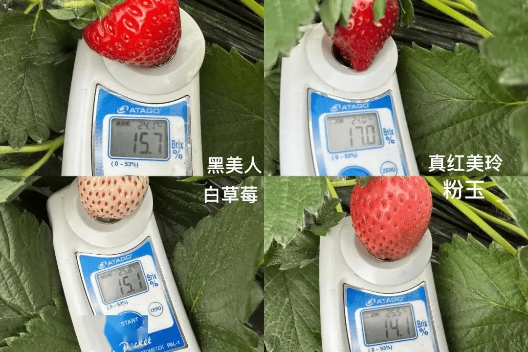 快放假了，美食公司都買些什么好吃年貨回家？