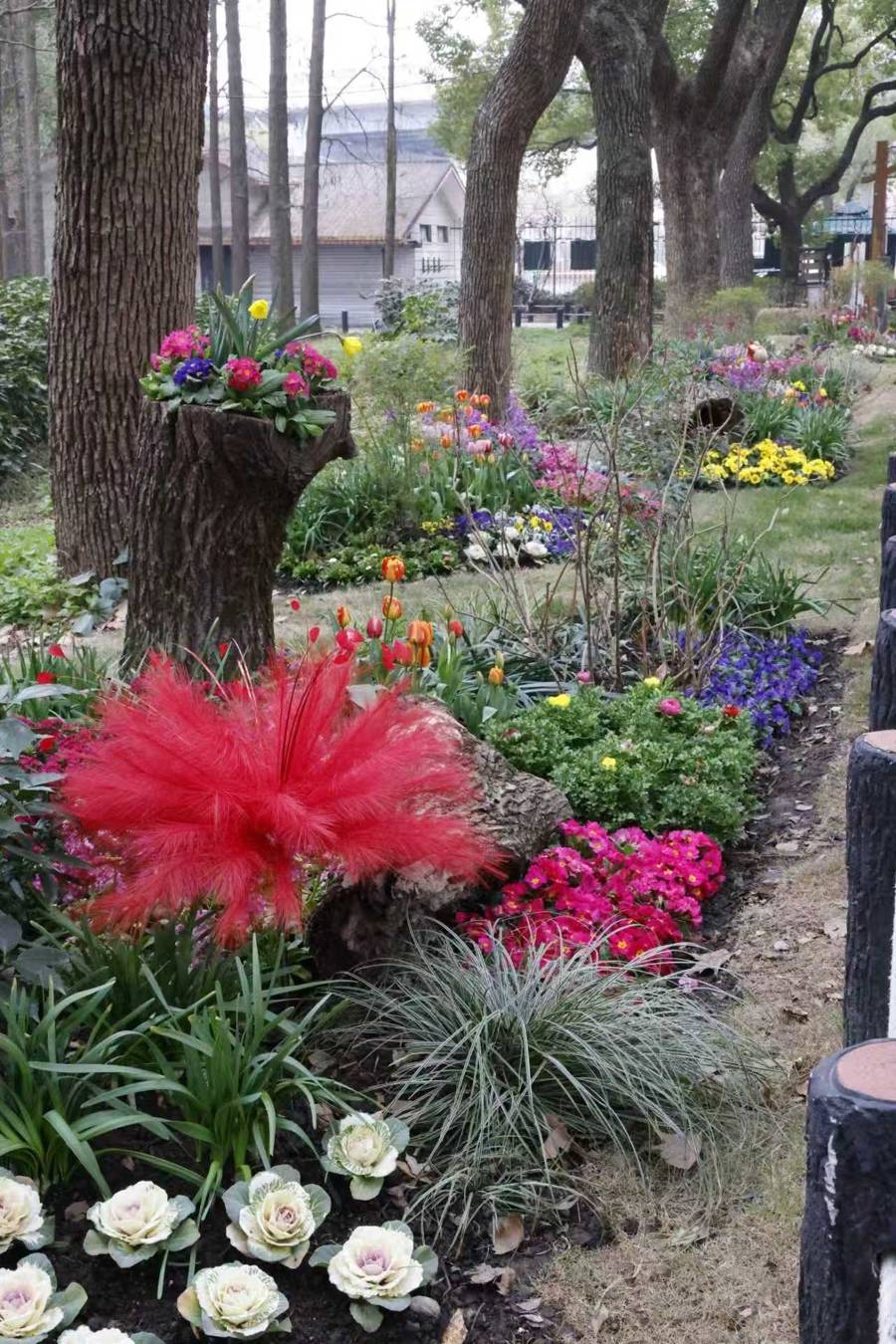 上海共青森林公園新春水仙展開幕，市民水仙雕刻大賽同步啟動