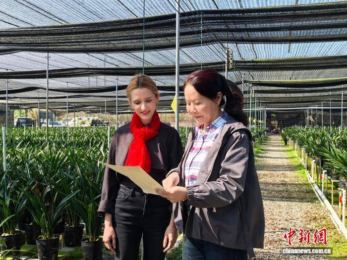 （新春走基層）留學(xué)生用影像連接中外：蘭花產(chǎn)業(yè)點(diǎn)亮廣東鄉(xiāng)村