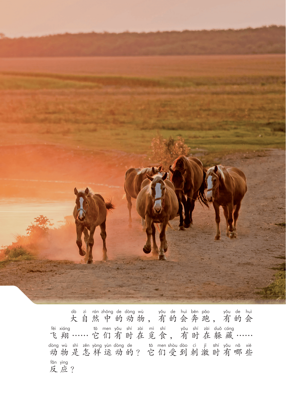 2026青島版一年級(jí)科學(xué)下冊(cè)電子課本(PDF高清版新教材)