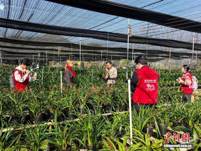 （新春走基層）留學(xué)生用影像連接中外：蘭花產(chǎn)業(yè)點亮廣東鄉(xiāng)村