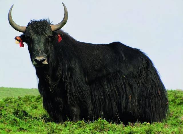 網(wǎng)友稱事業(yè)編崗招聘要求能捕野牦牛，引發(fā)熱議